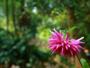 flower at our resort in wayanad